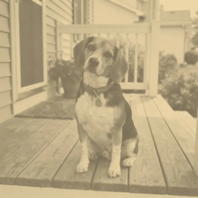 Mr. Biscuit, a beagle in a red collar, sitting on a porch, in a photocopied snapshot (OCT 1998)